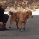 신발신은 강아지 이미지