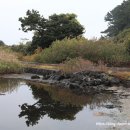 식산봉의 황근자생지 및 상록활엽수림 이미지