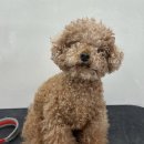 그루머솔 이미지