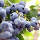 장동농장 이미지