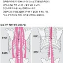 헬스장 기본 운동. 부위별 근육량 늘리기. 헬스 초보 8편 이미지