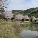 꽃잎은 바람에 휘날리네 - 낙화유슈(落花流水) 이미지