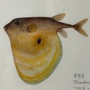 힐링 꽃과 식물 세밀화 | [강남 전시] 포스코미술관 《물의 정령들, 자연의 기록자들 》 : 생명의 근원을 마주하는 시간