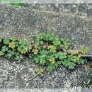 오륜대 한국순교자기념관 이미지