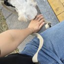 플레이 바우 | 강아지 하네스 핸즈프리리드줄 “플레이바우” 후기