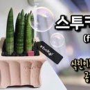 스투키 키우기 스투키 햇빛 분갈이 물주기 방법 이미지