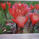 남아프리카 구근식물Haemanthus coccineus B(헤만터스 코시너스) 이미지