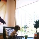 부르주화 펫 이미지