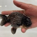 금어농장 이미지