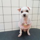 도그스푼 이미지