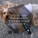 개성있개 이미지