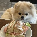 뚜또페르뚜띠 이미지