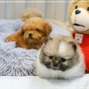 퍼피하우스 인천송도점 이미지