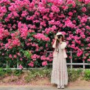 꽃이랑나무랑 이미지