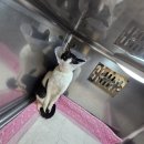 금빛동물병원 이미지