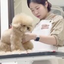 마릴린펫 이미지