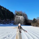 토굴목장 | (강원도) 평창 대관령 김치찌개집, 대관령 양떼목장, 강원도 강릉 평창 가볼 만한 곳, 강원도 여행...