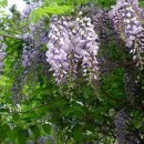 ＜★★4조＞ 식물도감 _ 조장 문슬기 ( 등나무 Wisteria floribunda ) 이미지