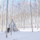 자작나무 숲 이미지