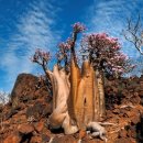 나무와 해(海) 이미지