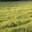 2025 회룡포 봄꽃축제 이미지