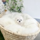 유앤미펫 강아지분양 고양이분양 일산점 이미지