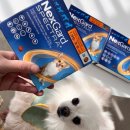 이수약국 | [광주약국] 서울 동작구 이수역 동물약국 넥스가드 스펙트라 후기