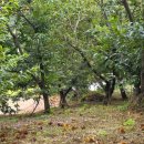 부여하늘농장 | 부여 희라숲 밤줍기 체험 후기! 아이들과 가을 나들이 🌰