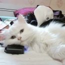셀리클래식 이미지