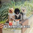올리브 애견 | 경주 실내 애견동반 카페 올리브 강아지 세 마리랑 다녀온 후기