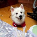 도니야돈 이미지