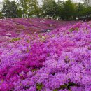 철쭉공원 이미지