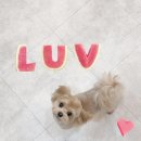 소울독(SOULDOG) | 천안 두정동 애견미용 소울독