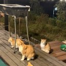 클레리아 이미지