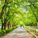 "3km 걷는 내내 소나무 향이 가득" 울창한 산림이 품은 청도 운문사 힐링 산책 이미지