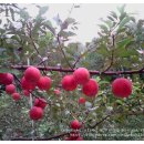 박가네농장 이미지