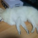 꼬꼬언니 이미지