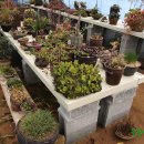 들꽃농장 이미지