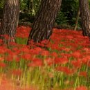 성주산휴양림 이미지