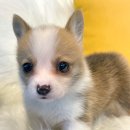 수원강아지분양 드림독 안심분양센터 수원점 이미지