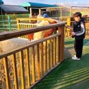 용천사 석등 | 전남 감성 가득 단풍 명소 함평 모악산 용천사 주변 가볼 만한 곳