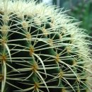 9월 16일의 꽃은 '금호선인장 (Golden barrel cactus)' 이미지