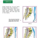 신경선 이미지
