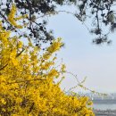 댕댕회관 | 응봉산 3월말 개나리 만개 개나리축제 후기