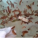 산삼수산 이미지