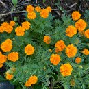 메리골드 이미지