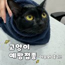세종다온동물병원 | 세종 다온동물병원 - 노묘, 새끼 집고양이 예방 접종 이유와 후기