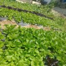 복동농장 이미지