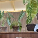 은행나무로 이미지