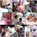 별이와콩이 이미지